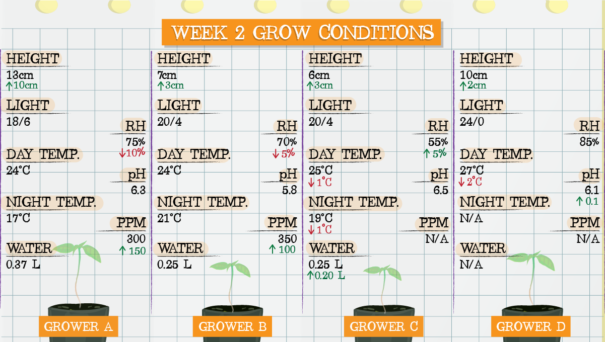 Strawberry Pie Auto Cannabis Strain Week-by-Week Guide: Week 2 grow conditions