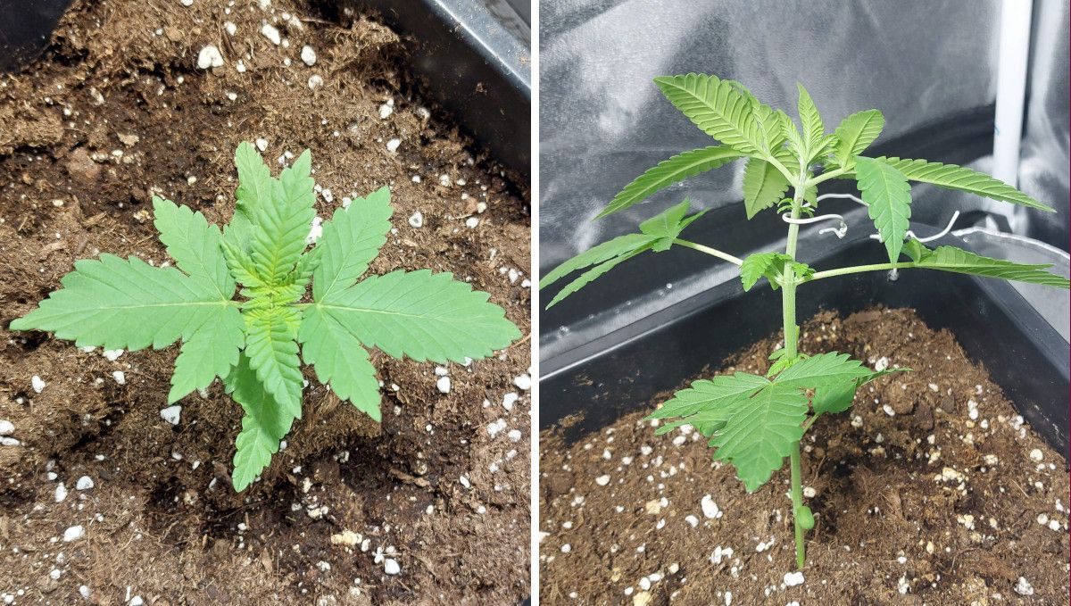 Wedding Cheesecake FF cannabis strain: early veg | week 2 | the start of the tie-down technique Wedding Cheesecake FF cannabis strain: early veg | week 2 | the start of the tie-down technique