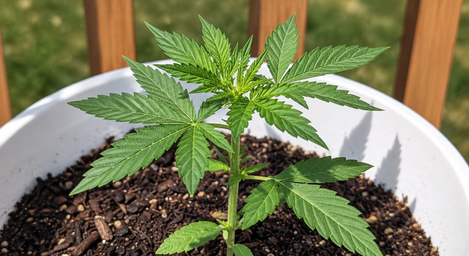 Cannabispflanze zeigt erste echte Blätter im vegetativen Stadium. Cannabispflanze zeigt erste echte Blätter im vegetativen Stadium.