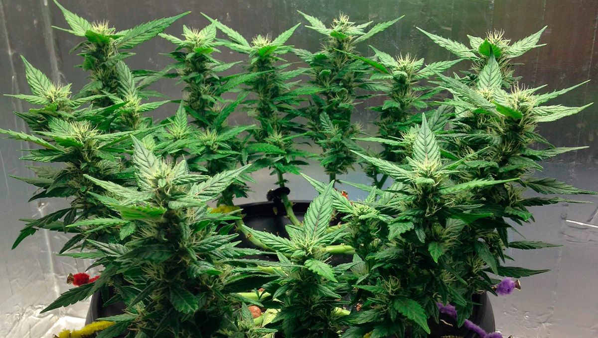 Gorilla glue auto strain history: the history of gorilla glue #4