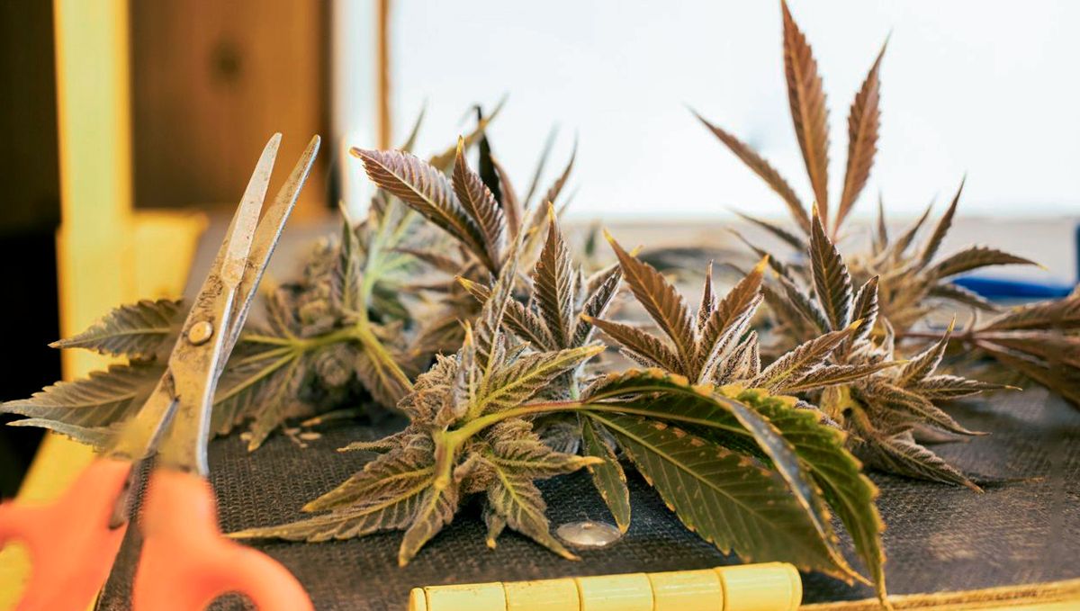 Was ist Cannabis-Verschnitt Cannabis Reste