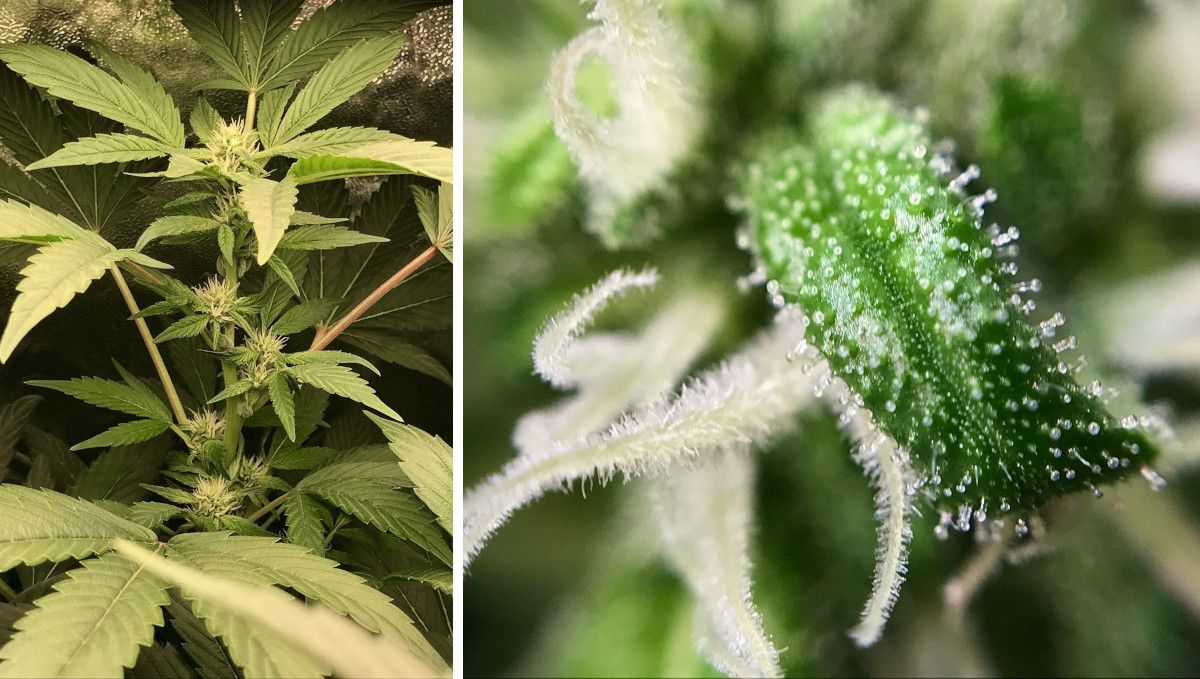 Vanilla Kush cannabis strain: mid flower (bulk phase) | week 12 Vanilla Kush cannabis strain: mid flower (bulk phase) | week 12