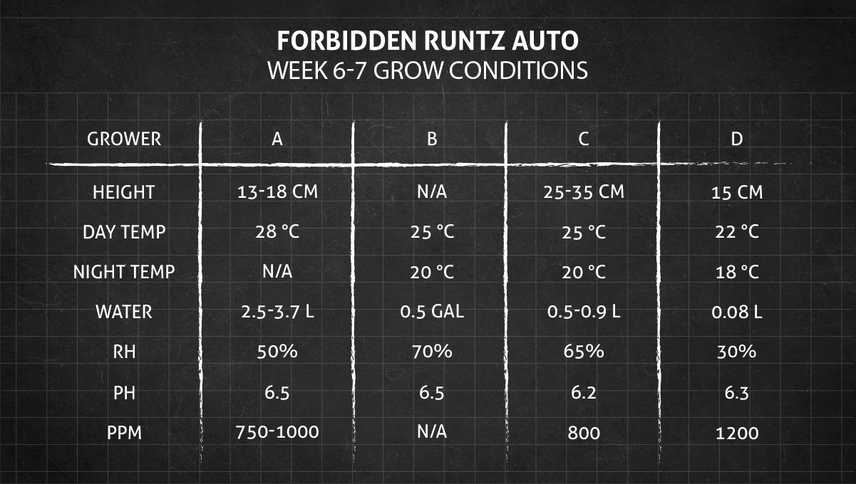 Forbidden Runtz Auto Cannabis Strain Week-by-Week Guide: Weeks 6-7 grow conditions Forbidden Runtz Auto Cannabis Strain Week-by-Week Guide: Weeks 6-7 grow conditions
