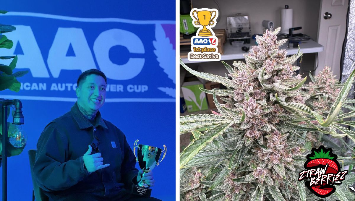 Ztrawberriez Auto und Banana Purple Punch Auto gewinnen den American Autoflower Cup 2024!