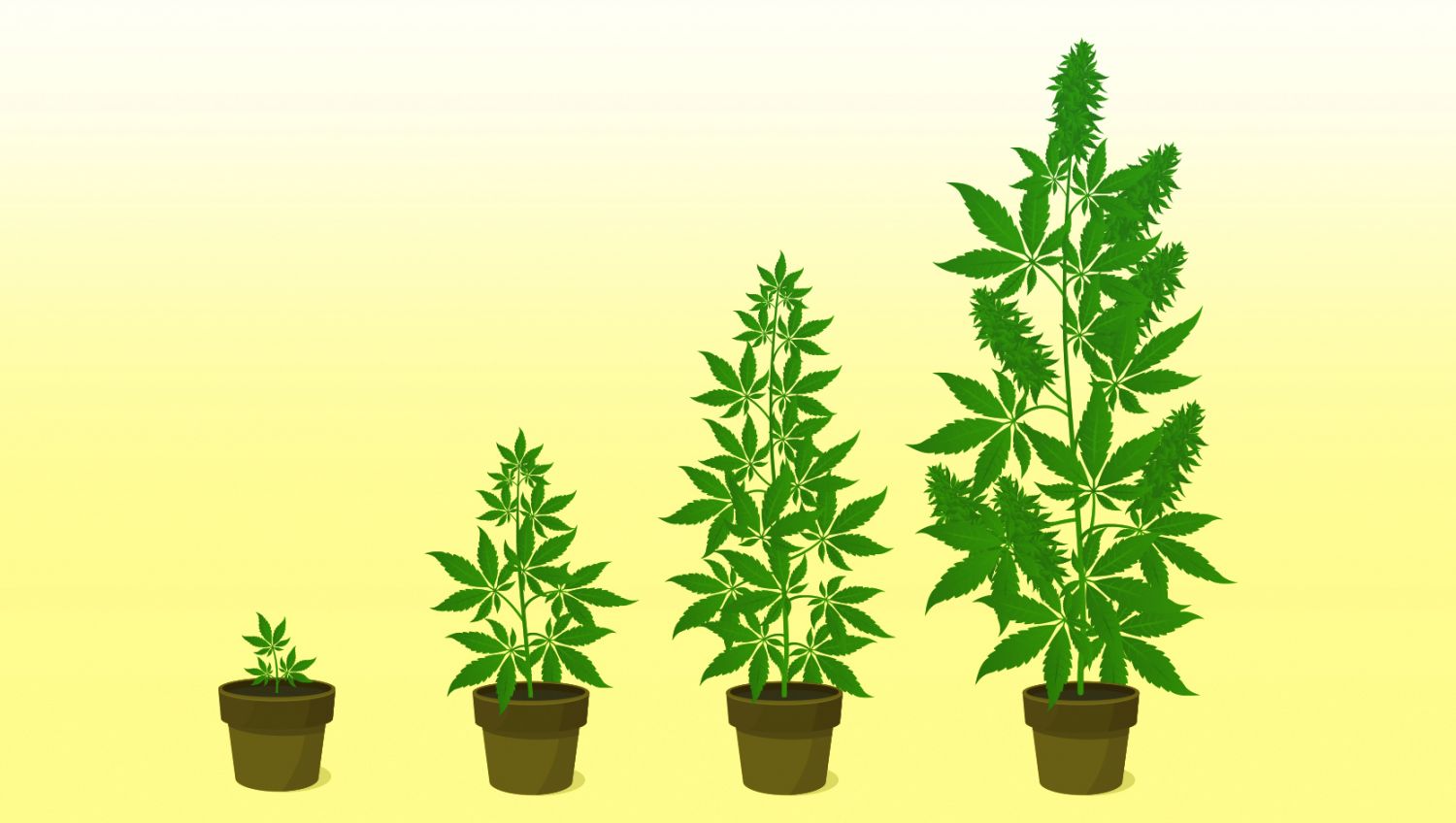 The ultimate guide to growing autoflowering cannabis: Monitor and adjust
