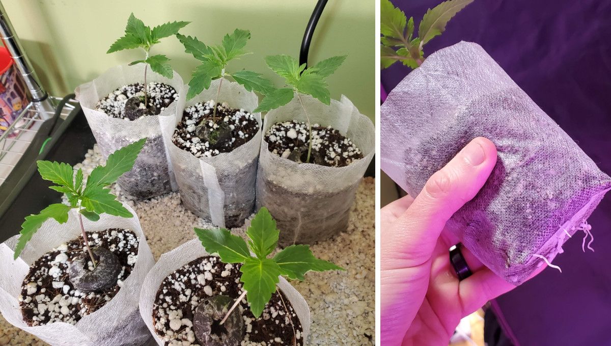 Super Lemon Haze Auto cannabis strain: early veg | week 2 | several 10-days-old seedlings in starter grow bags made of non-woven material and a grower's hand as he shows little roots sticking out the bottom of the starter grow bag Super Lemon Haze Auto cannabis strain: early veg | week 2 | several 10-days-old seedlings in starter grow bags made of non-woven material and a grower's hand as he shows little roots sticking out the bottom of the starter grow bag