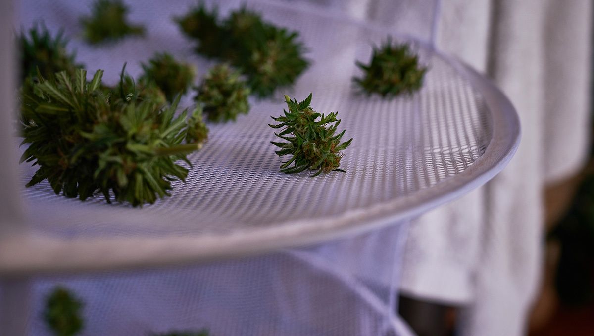OG Kush Auto: drying