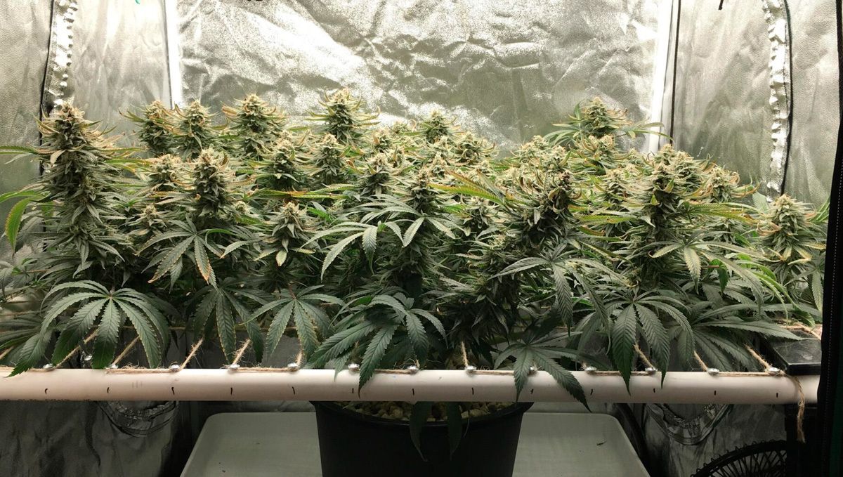 Is it safe to defoliate autoflowering cannabis: what is defoliation