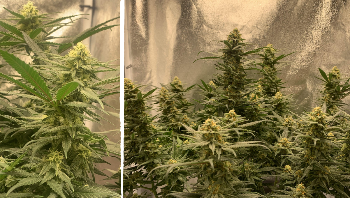 Acapulco gold cannabis strain week-by-week guide: mid flower (bulk phase) | weeks 9-10