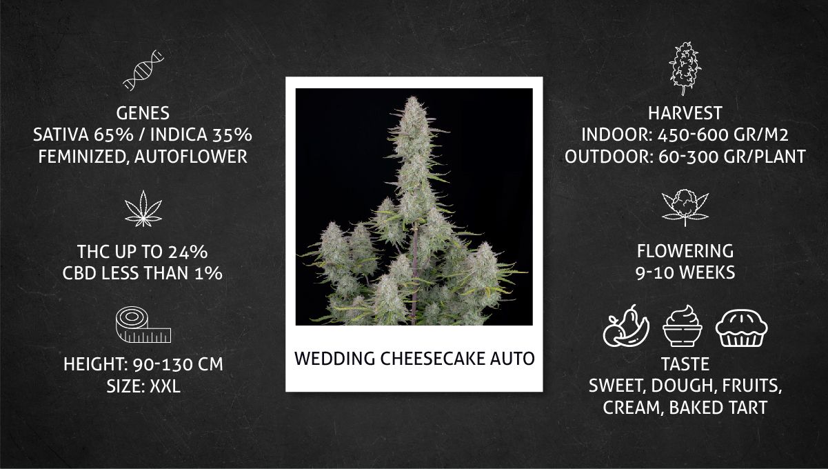 Grow Specs - Wedding Cheesecake Auto Grow Specs - Wedding Cheesecake Auto