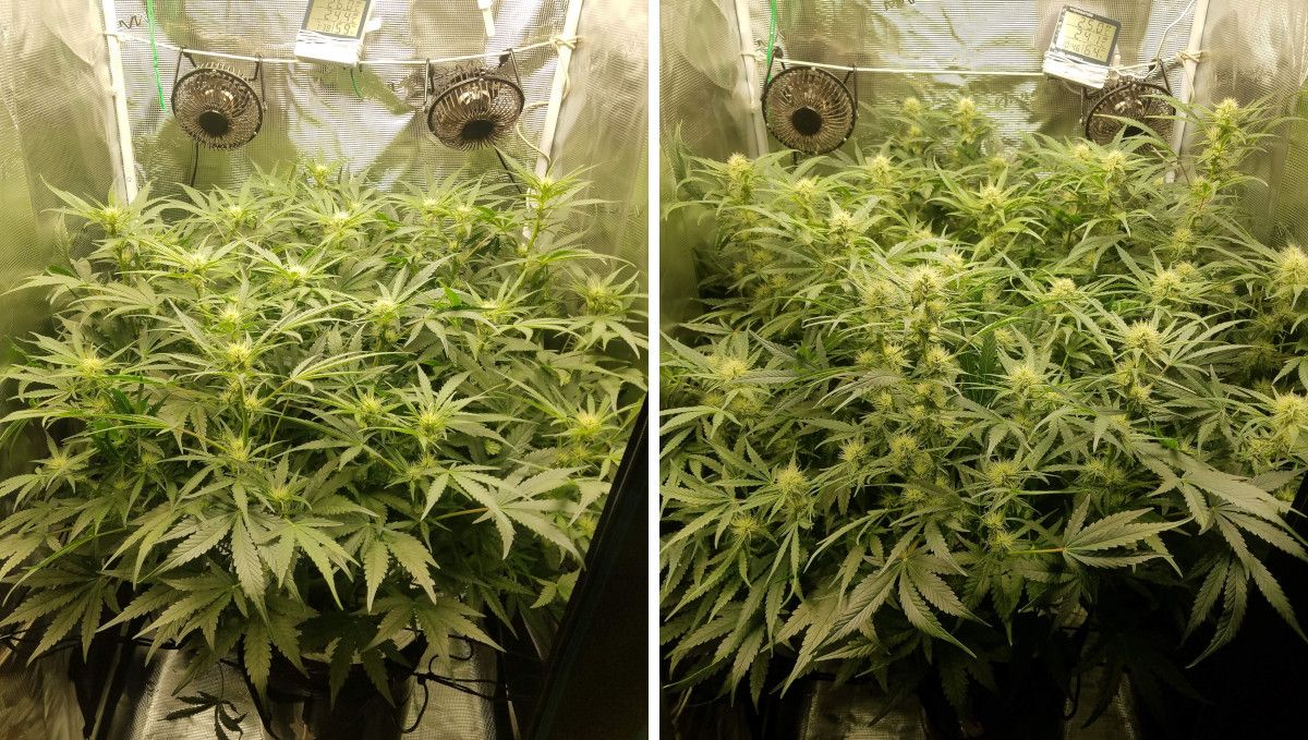 Pineapple Express Auto cannabis strain: early flower | weeks 6-7 | an autoflower in a grow tent with an immense number of branches and a dense canopy Pineapple Express Auto cannabis strain: early flower | weeks 6-7 | an autoflower in a grow tent with an immense number of branches and a dense canopy