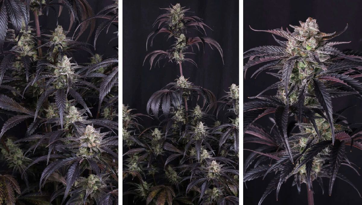 Collage (3).jpg A close-up of ultra-frosted Strawberry Gorilla Auto RF3 flowers showcasing dense trichome coverage.