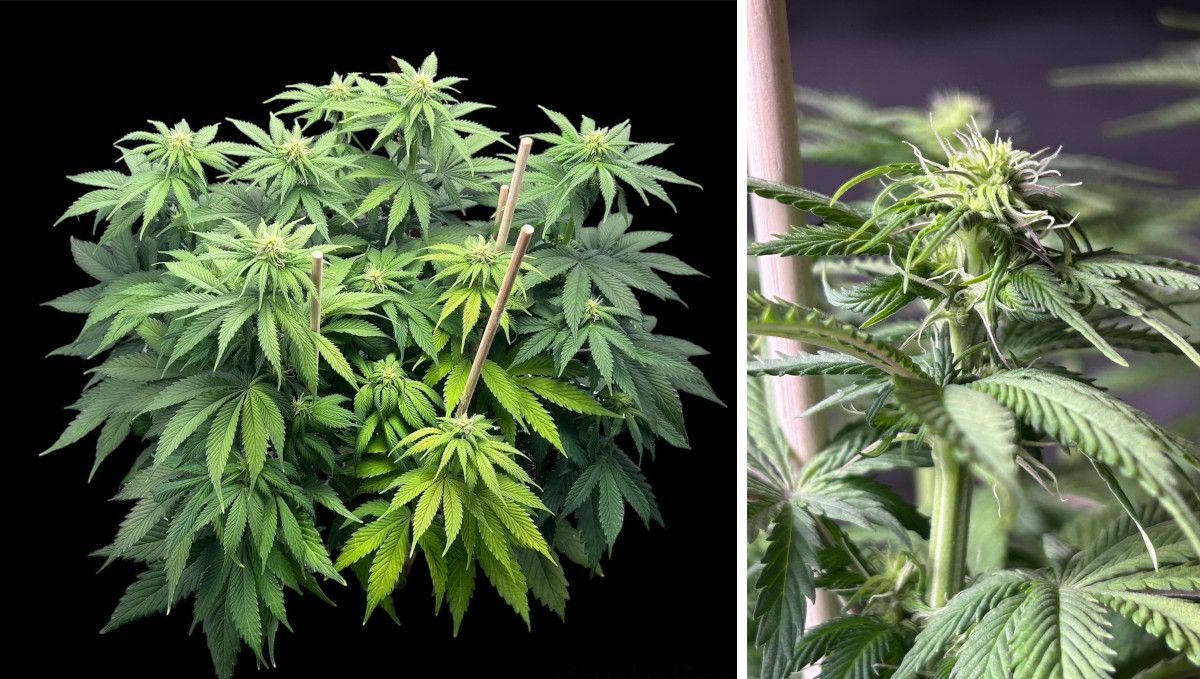 Orange Sherbet FF cannabis strain: transition (pre-flower) | week 7 | a stocky, multi-branch plant supported with stakes and a closeup of its top with flowers forming Orange Sherbet FF cannabis strain: transition (pre-flower) | week 7 | a stocky, multi-branch plant supported with stakes and a closeup of its top with flowers forming