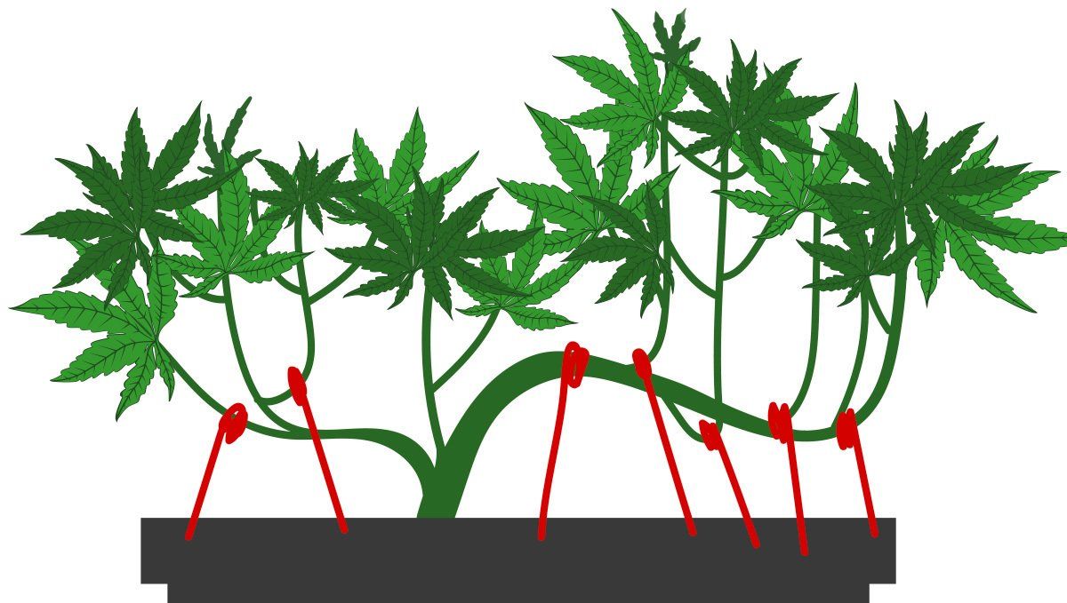 El método de amarre: paso 2.