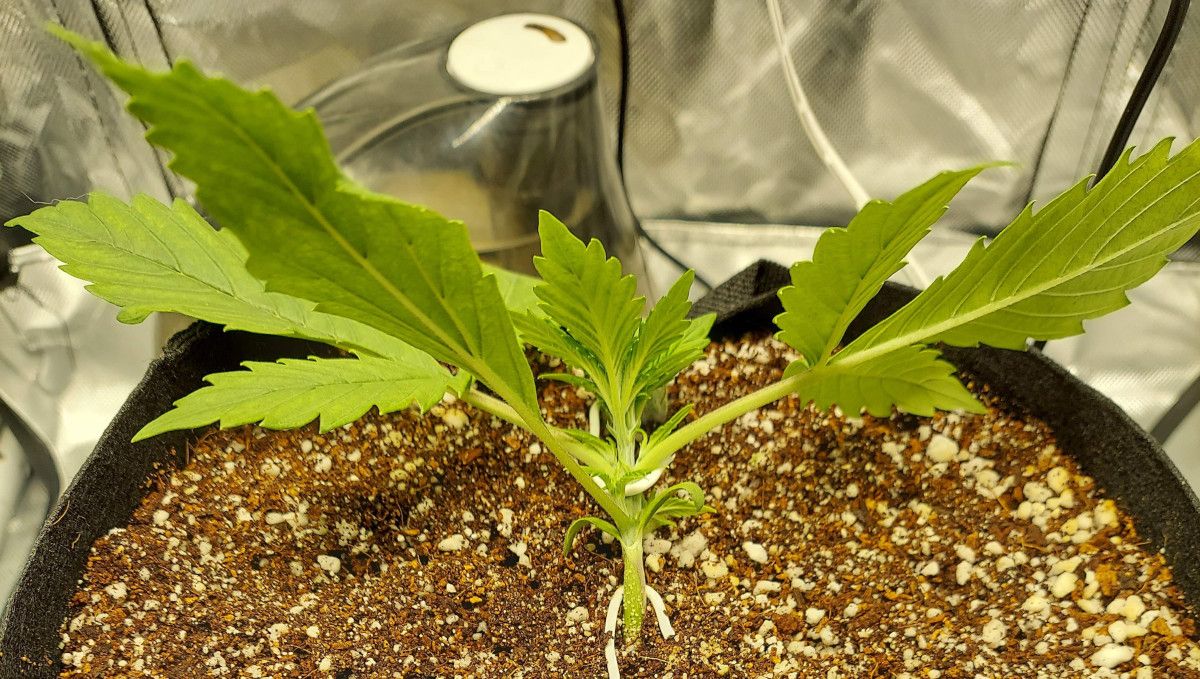 Super Lemon Haze Auto cannabis strain: early veg | week 2 | a small but sturdy autoflower with the base of the stem secured with thick wire and the top tied down Super Lemon Haze Auto cannabis strain: early veg | week 2 | a small but sturdy autoflower with the base of the stem secured with thick wire and the top tied down