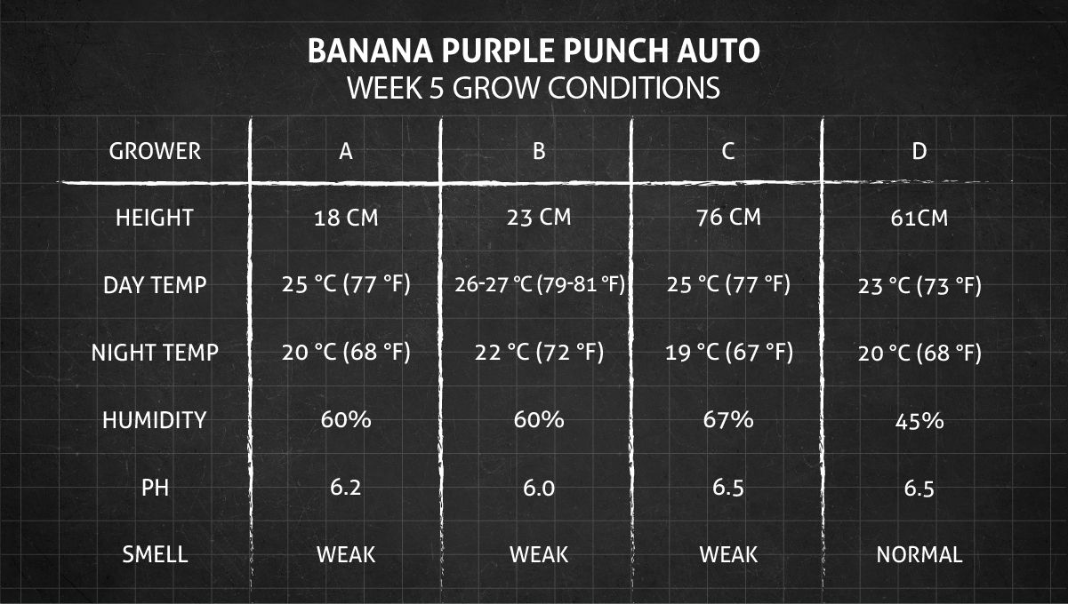 Banana Purple Punch Auto Cannabissorte: Wachstumsbedingungen in Woche 5 Banana Purple Punch Auto Cannabissorte: Wachstumsbedingungen in Woche 5