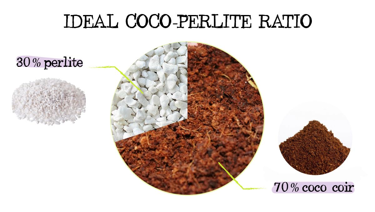 Drainage for Cannabis Plants: Why is it Important and How To Improve it - A gardener wearing gloves adds a soil-perlite mix into a growing medium Drainage for Cannabis Plants: Why is it Important and How To Improve it - A gardener wearing gloves adds a soil-perlite mix into a growing medium