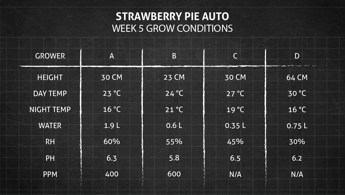 Strawberry Pie Auto Cannabis Strain Week-by-Week Guide: Week 5 grow conditions Strawberry Pie Auto Cannabis Strain Week-by-Week Guide: Week 5 grow conditions