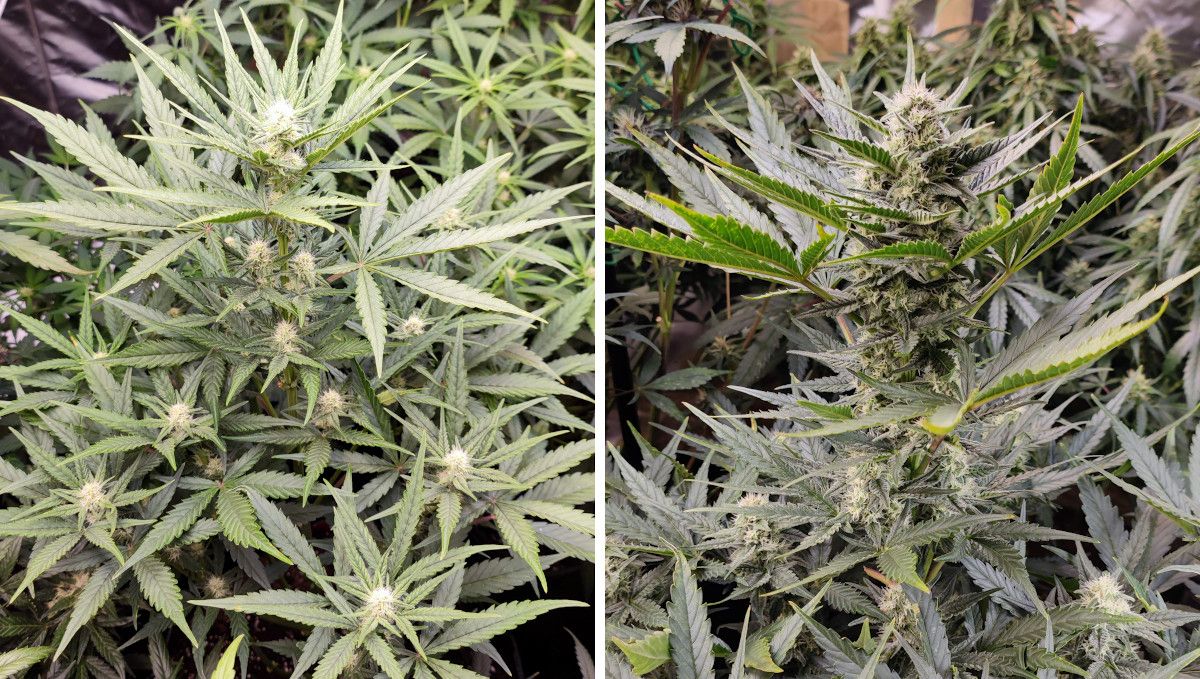 Strawberry Banana Auto cannabis strain: early flower | weeks 6-7