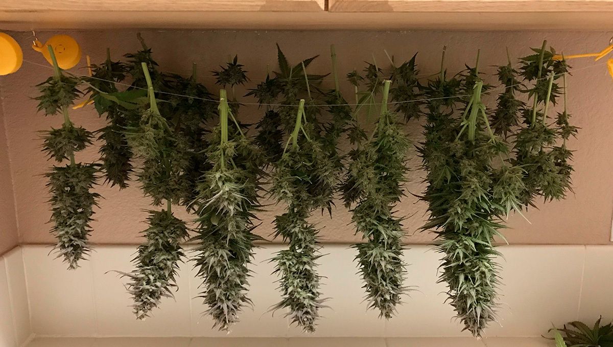 Cannabis-Räume können aus allem gemacht werden, solange man in der Lage ist, die richtigen Bedingungen zu schaffen