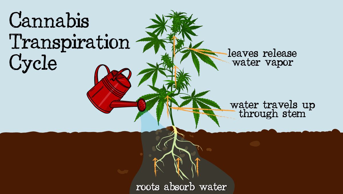 Cannabis transpiration: transpiration cycle