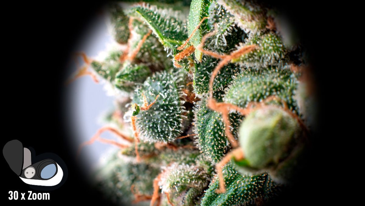 Die besten Lupen: Juwelierlupen für Trichome Die besten Lupen: Juwelierlupen für Trichome