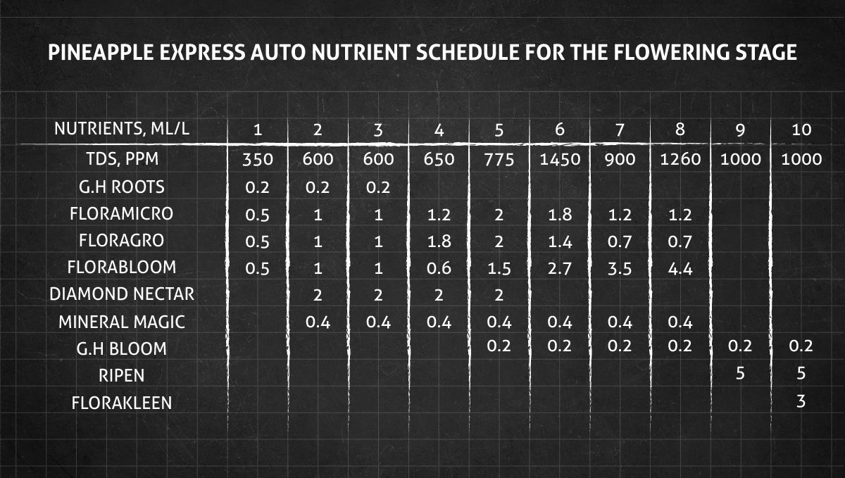 Pineapple Express Auto cannabis strain: flower nutrient schedule Pineapple Express Auto cannabis strain: flower nutrient schedule