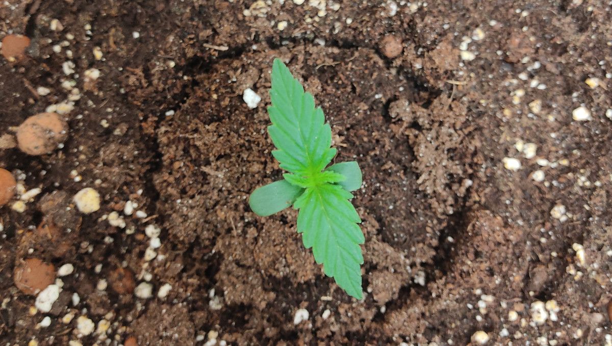 Pineapple Express Auto cannabis strain: germination and seedling stage | week 1 | a 1-week-old sprout in soil Pineapple Express Auto cannabis strain: germination and seedling stage | week 1 | a 1-week-old sprout in soil