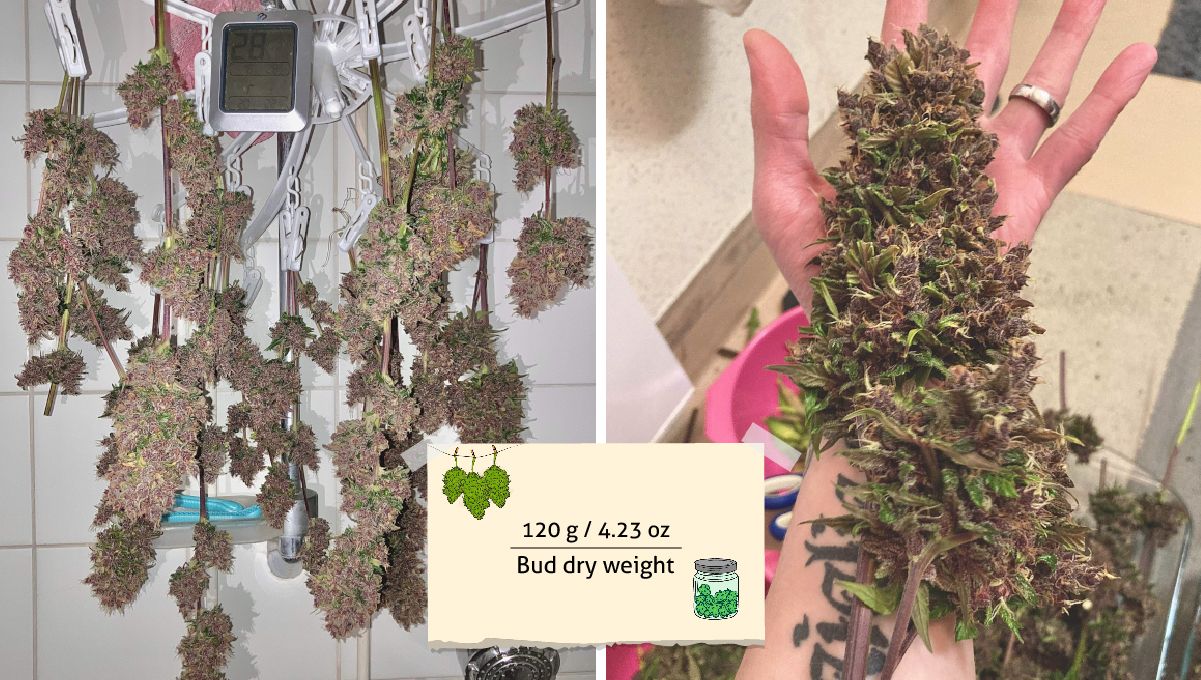 Auto Blackberry Kush cannabis strain: harvest | long branches with big purple buds hung upside down to dry and one of the colas against the growers arm