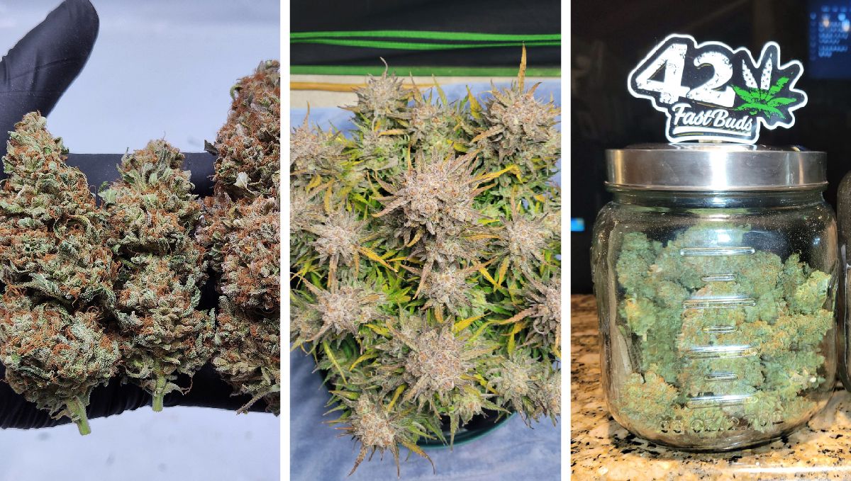 Pound Cake Auto harvest pics