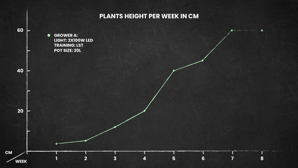 Cookies Kush cannabis strain: height chart Cookies Kush cannabis strain: height chart