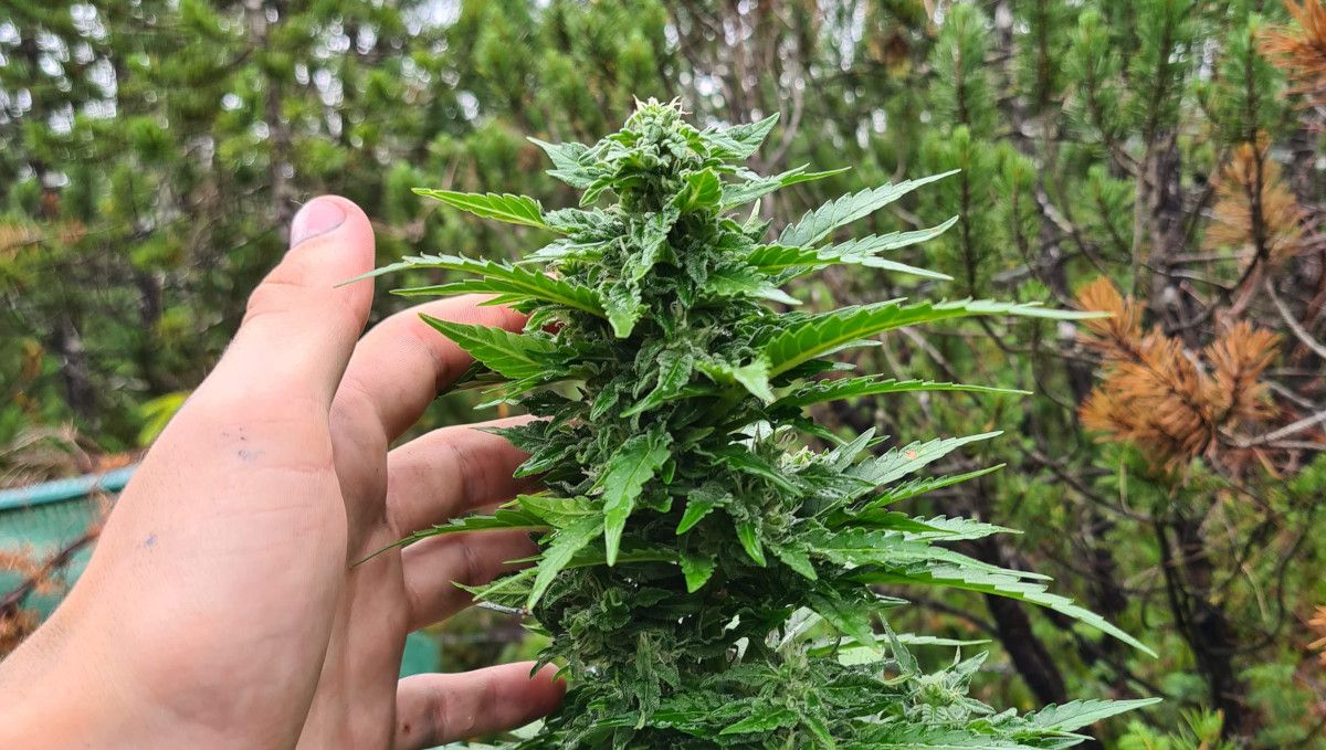 The Best Temperature To Grow Cannabis: A grower's hand as he touches the mature but of a plant growing in a wood clearing The Best Temperature To Grow Cannabis: A grower's hand as he touches the mature but of a plant growing in a wood clearing
