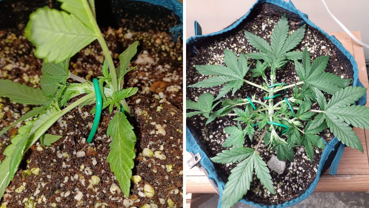 Tropicana Cookies Auto cannabis strain: mid veg | weeks 3-4 | the progress of a young marijuana plant that is being trained heavily Tropicana Cookies Auto cannabis strain: mid veg | weeks 3-4 | the progress of a young marijuana plant that is being trained heavily