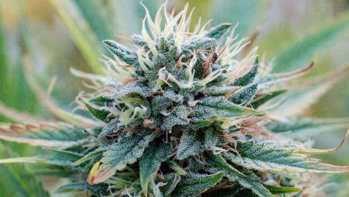 Types of containers to grow autoflowering seeds: things to remember Types of containers to grow autoflowering seeds: things to remember