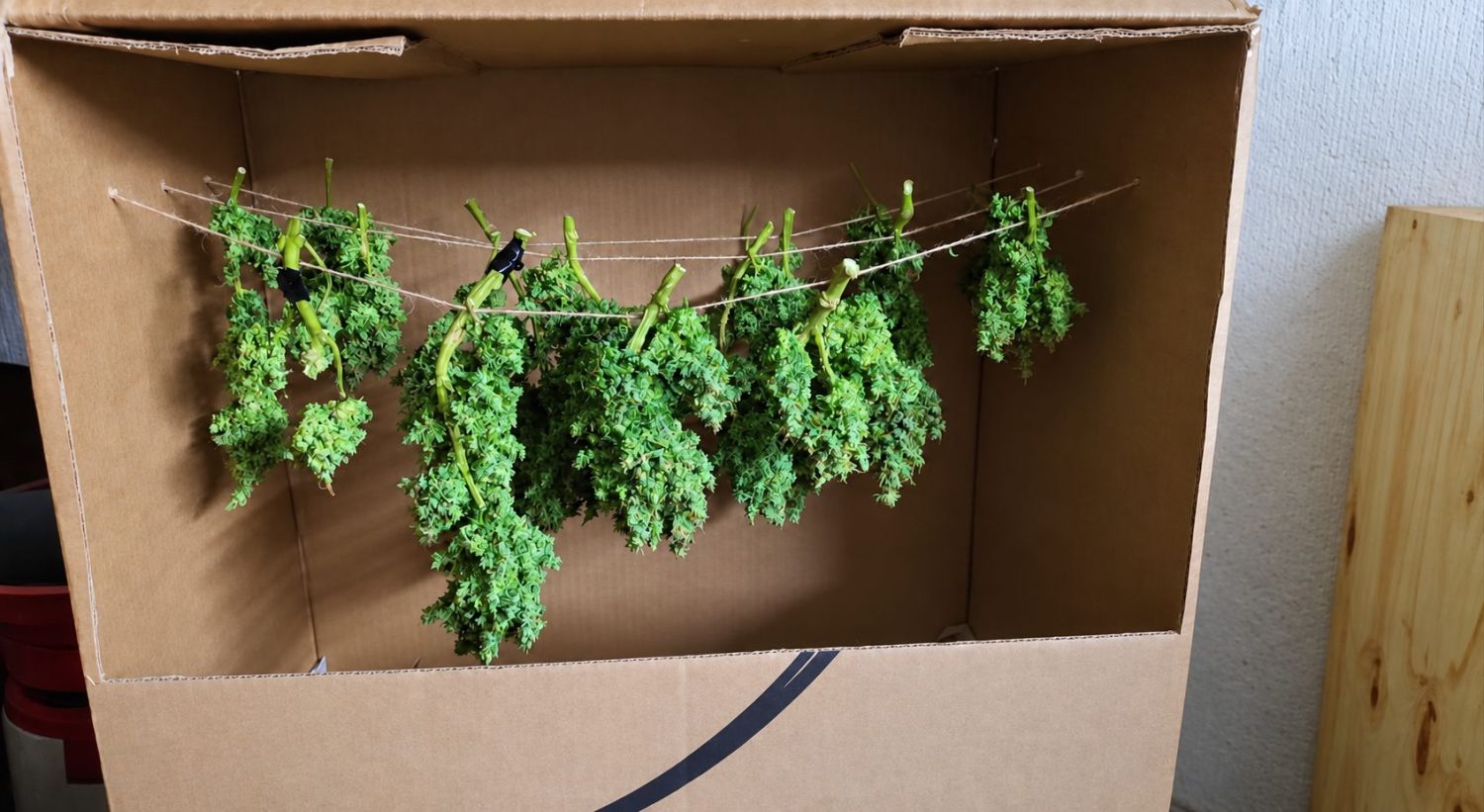 Harvest Your Autoflowering Cannabis: drying Harvest Your Autoflowering Cannabis: drying