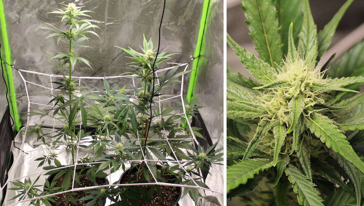 Forbidden Runtz Auto Cannabis Strain Week-by-Week Guide: Two flowering marijuana plant in an indoor tent with a trellise net installed and a closeup of a frosty bud in mid flower Forbidden Runtz Auto Cannabis Strain Week-by-Week Guide: Two flowering marijuana plant in an indoor tent with a trellise net installed and a closeup of a frosty bud in mid flower