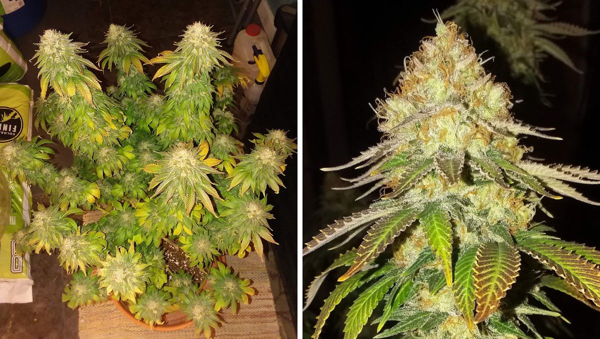 Pineapple Chunk Cannabis Strain Week-by-Week Guide: A top view of an multi-branch indoor plant before harvest, very yellow and leafy but with the largest fan leaves already removed and a closeup of a perfectly mature bud completely covered in crystals