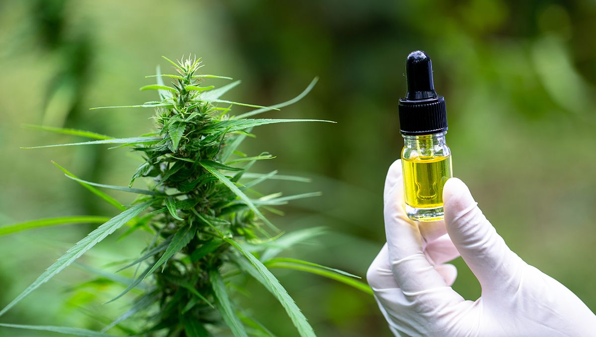 South Carolina: Cannabis Legal Status Guide: A vial of CBD oil next to a cannabis plant top South Carolina: Cannabis Legal Status Guide: A vial of CBD oil next to a cannabis plant top