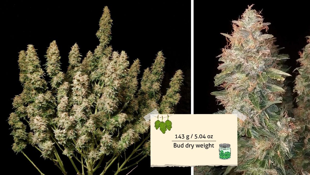 Blueberry Cheese Auto cannabis strain: harvest