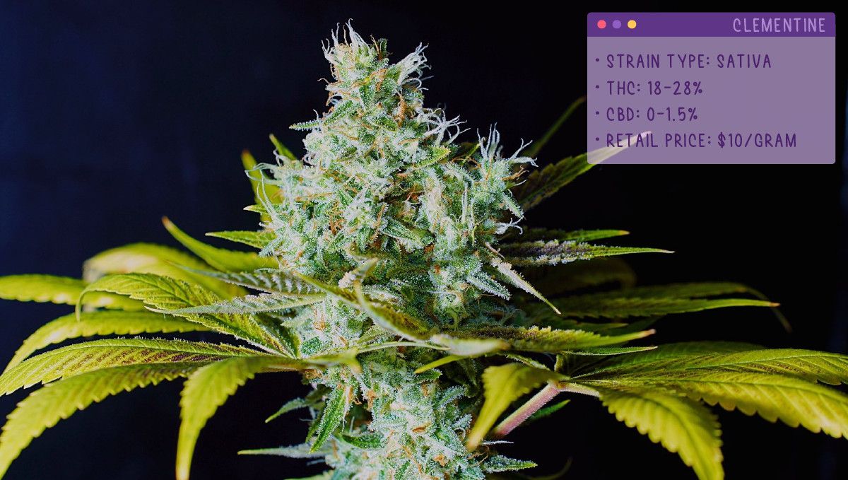 22 Best Weed Strains to Try in 2022: Clementine