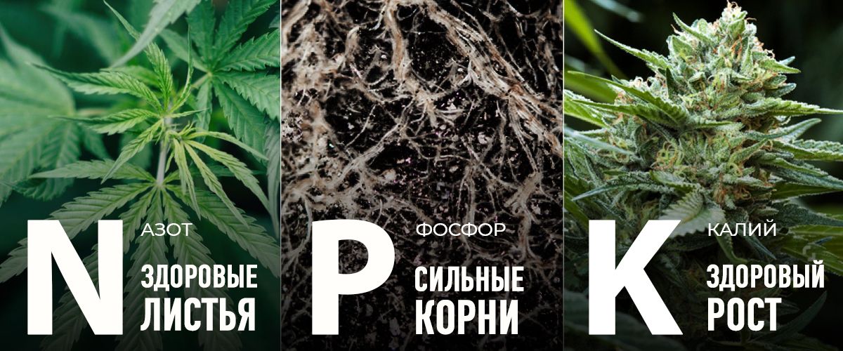 Наилучший график подкорма для автоцветов: макронутриенты в вегетативной стадии Наилучший график подкорма для автоцветов: макронутриенты в вегетативной стадии