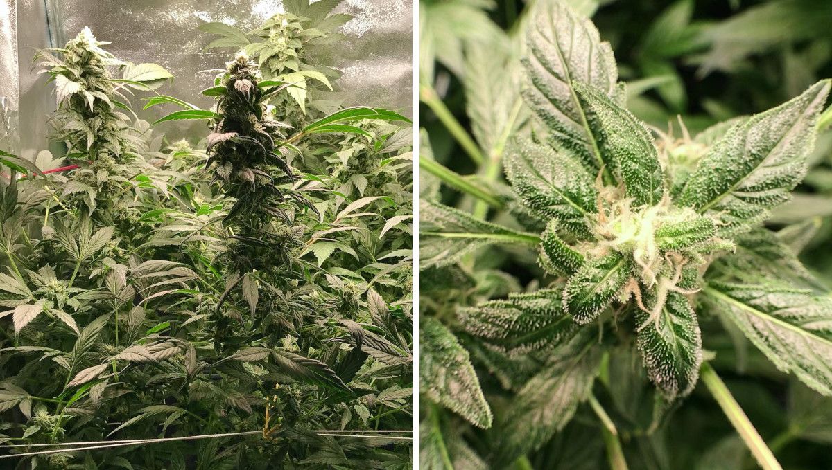Vanilla Kush cannabis strain: mid flower (bulk phase) | week 14 Vanilla Kush cannabis strain: mid flower (bulk phase) | week 14