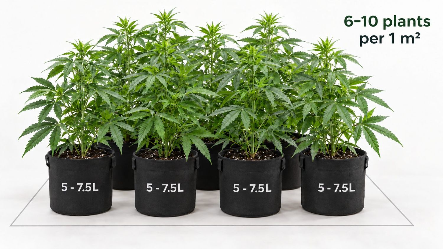 Sa prodhojnë autoflower-at: sea of green Sa prodhojnë autoflower-at: sea of green