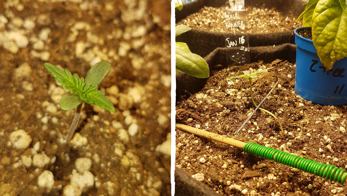 Bruce banner auto cannabis strain: germination and seedling stage | week 1 Bruce banner auto cannabis strain: germination and seedling stage | week 1