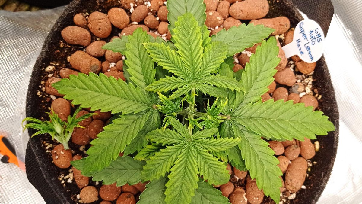 Super Lemon Haze Auto cannabis strain: mid veg | weeks 3-4 | the top of an autoflower removed and lying next to it on the clay-pebbles medium Super Lemon Haze Auto cannabis strain: mid veg | weeks 3-4 | the top of an autoflower removed and lying next to it on the clay-pebbles medium