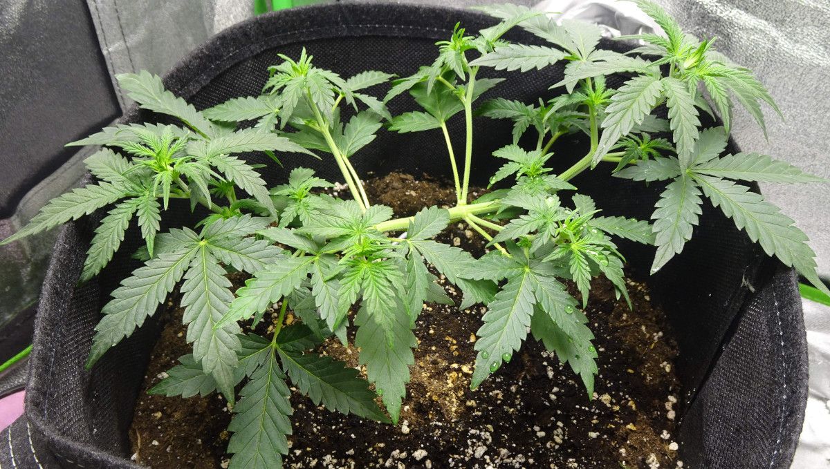 Amnesia Z Auto cannabis strain: mid veg | weeks 3-4 | a vegging autoflower with the main stem tied down Amnesia Z Auto cannabis strain: mid veg | weeks 3-4 | a vegging autoflower with the main stem tied down