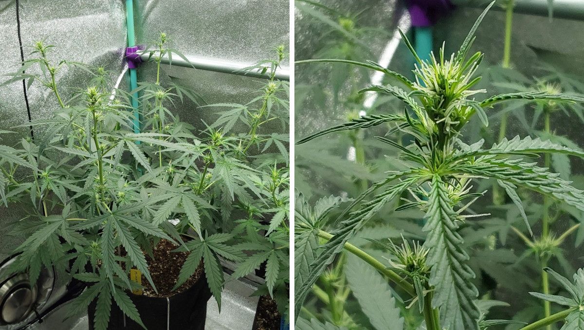 Mimosa Cake Auto cannabis strain: transition (pre-flower) | week 5 | an indoor marijuana plant that just starts to bud and has long stretchy branches Mimosa Cake Auto cannabis strain: transition (pre-flower) | week 5 | an indoor marijuana plant that just starts to bud and has long stretchy branches