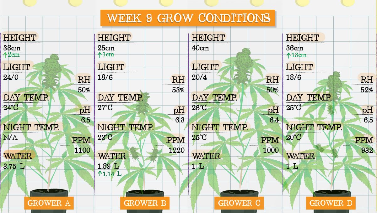 Gelato Auto Cannabis Strain Week-by-Week Guide: Grow conditions in week 9 Gelato Auto Cannabis Strain Week-by-Week Guide: Grow conditions in week 9