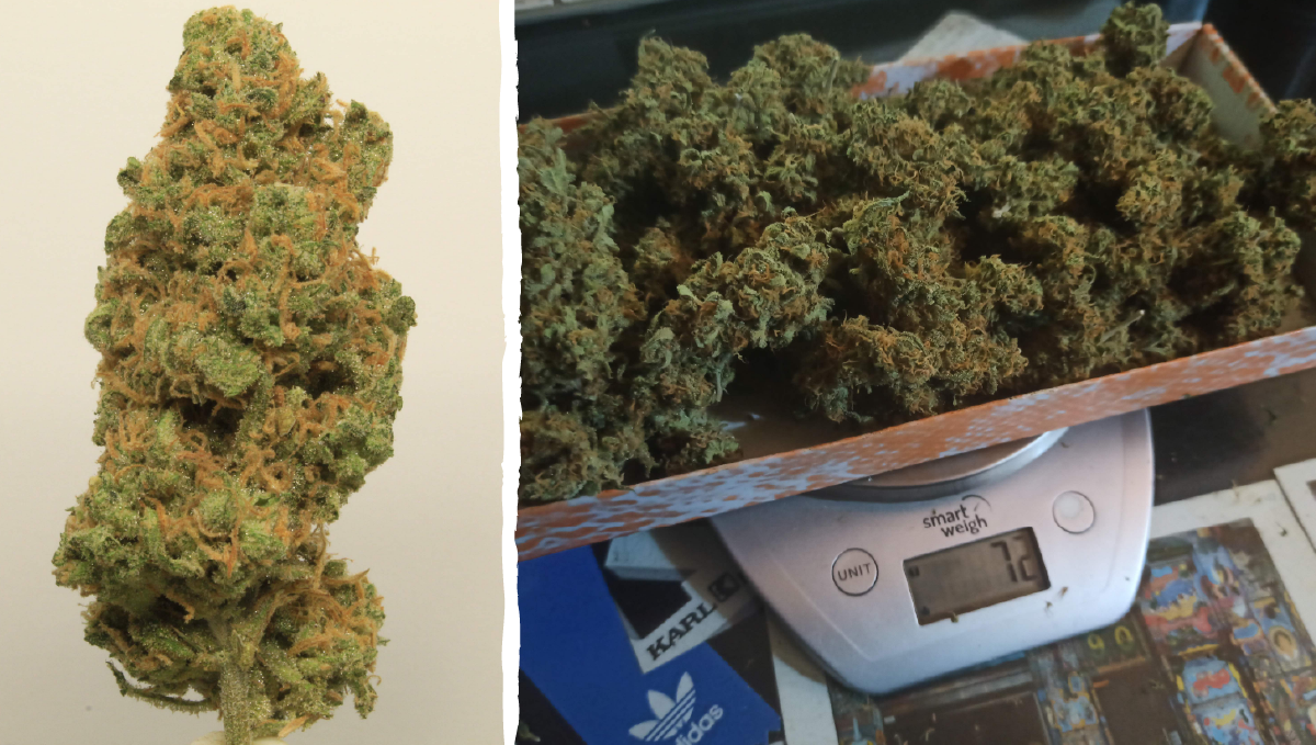 Trainwreck auto week-by-week: type of effect Trainwreck auto week-by-week: type of effect