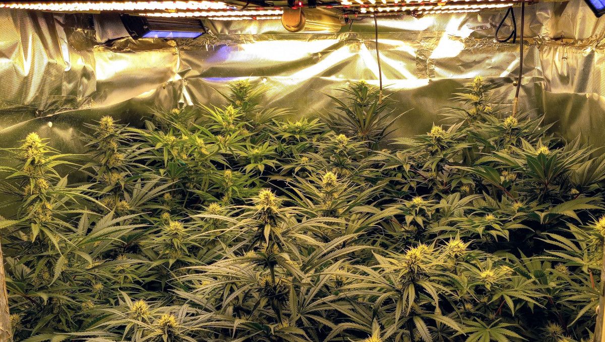 Gorilla Cookies FF cannabis strain: early flower | an indoor SOG garden Gorilla Cookies FF cannabis strain: early flower | an indoor SOG garden